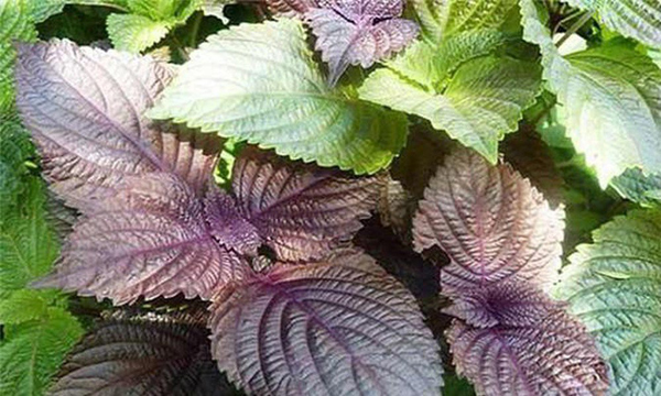 Xông hơi với lá tía tô để giải phóng độc tố