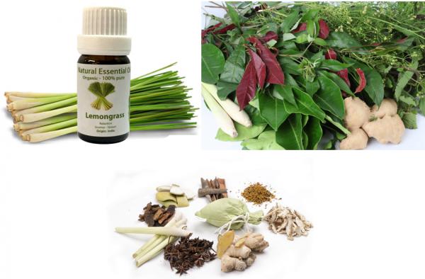 những loại thảo dược tốt cho chân