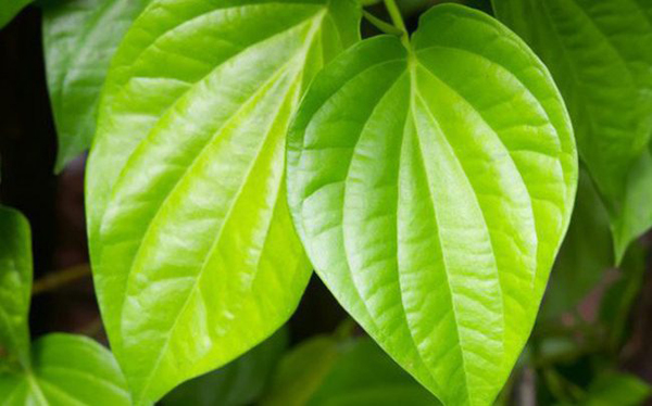 Xông hơi với lá trầu không để điều trị nám, tàn nhang