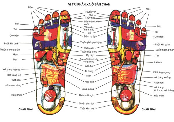 Vị trí phản xạ ở 2 bàn chân Vị trí phản xạ ở 2 bàn chân