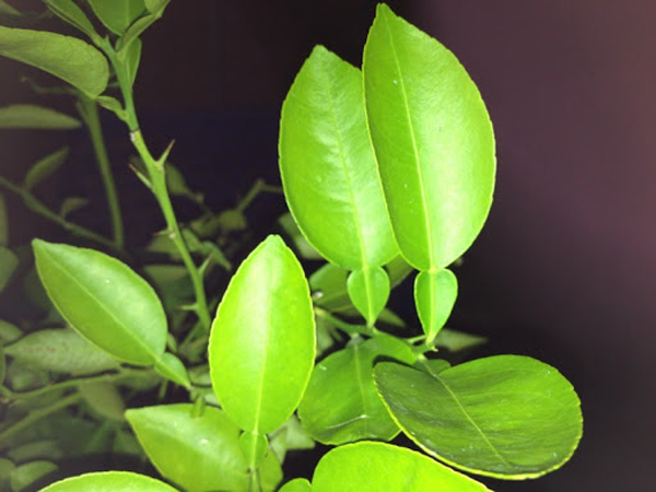 Xông hơi với lá bưởi cho da mặt sáng mịn màng