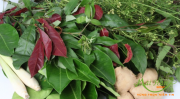 Xông hơi – liệu pháp chữa bệnh hiệu quả không thể bỏ qua